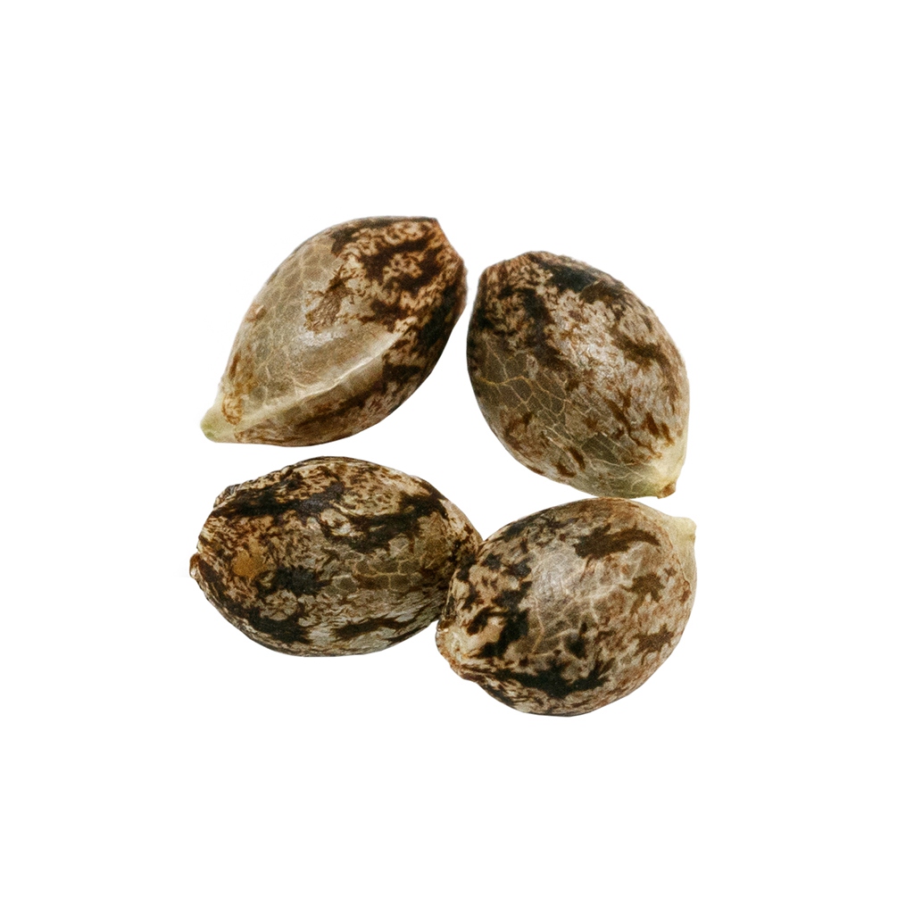 Headband Seeds 2