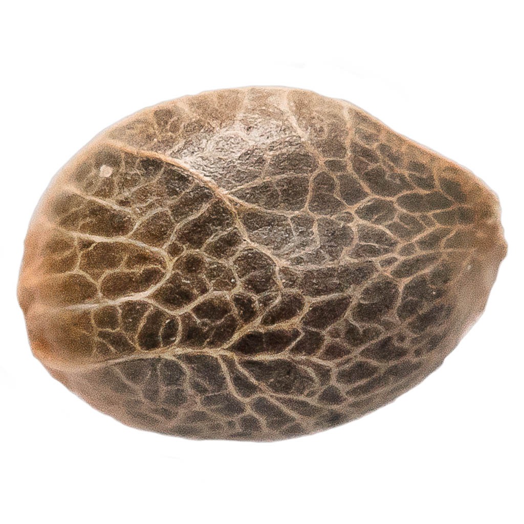 Bubba Kush Seeds 2
