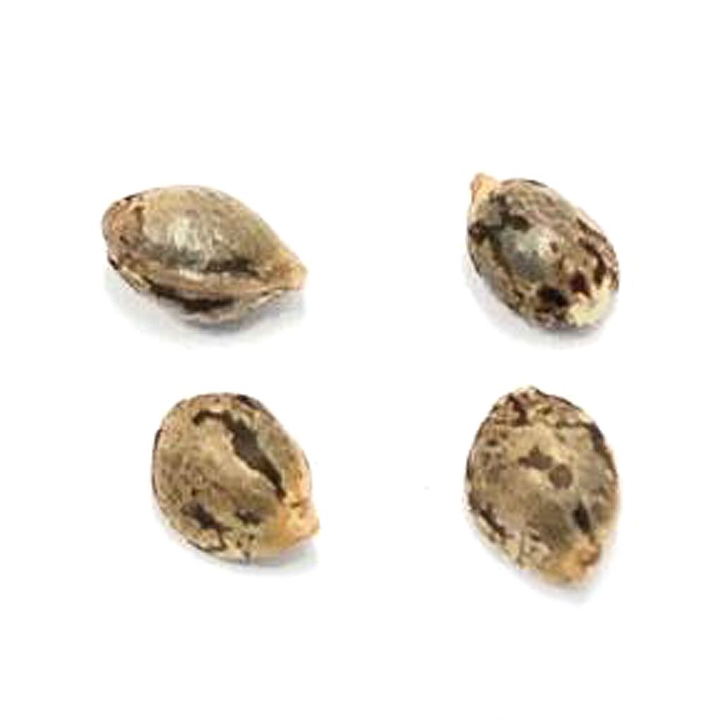 Lillooet Landrace - 4 Seeds 2