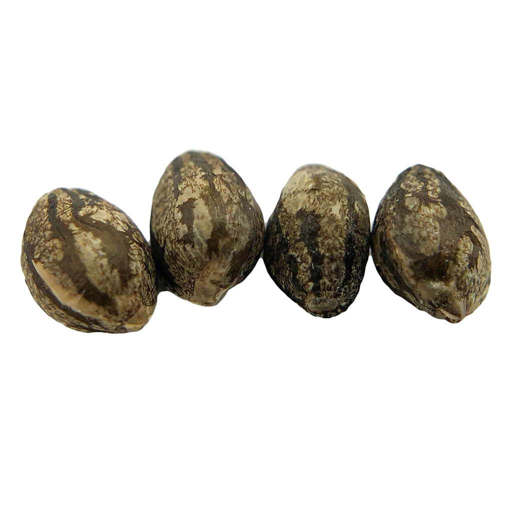 Evere5T Seeds