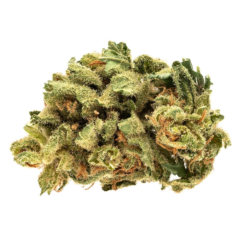 Raider Kush 2