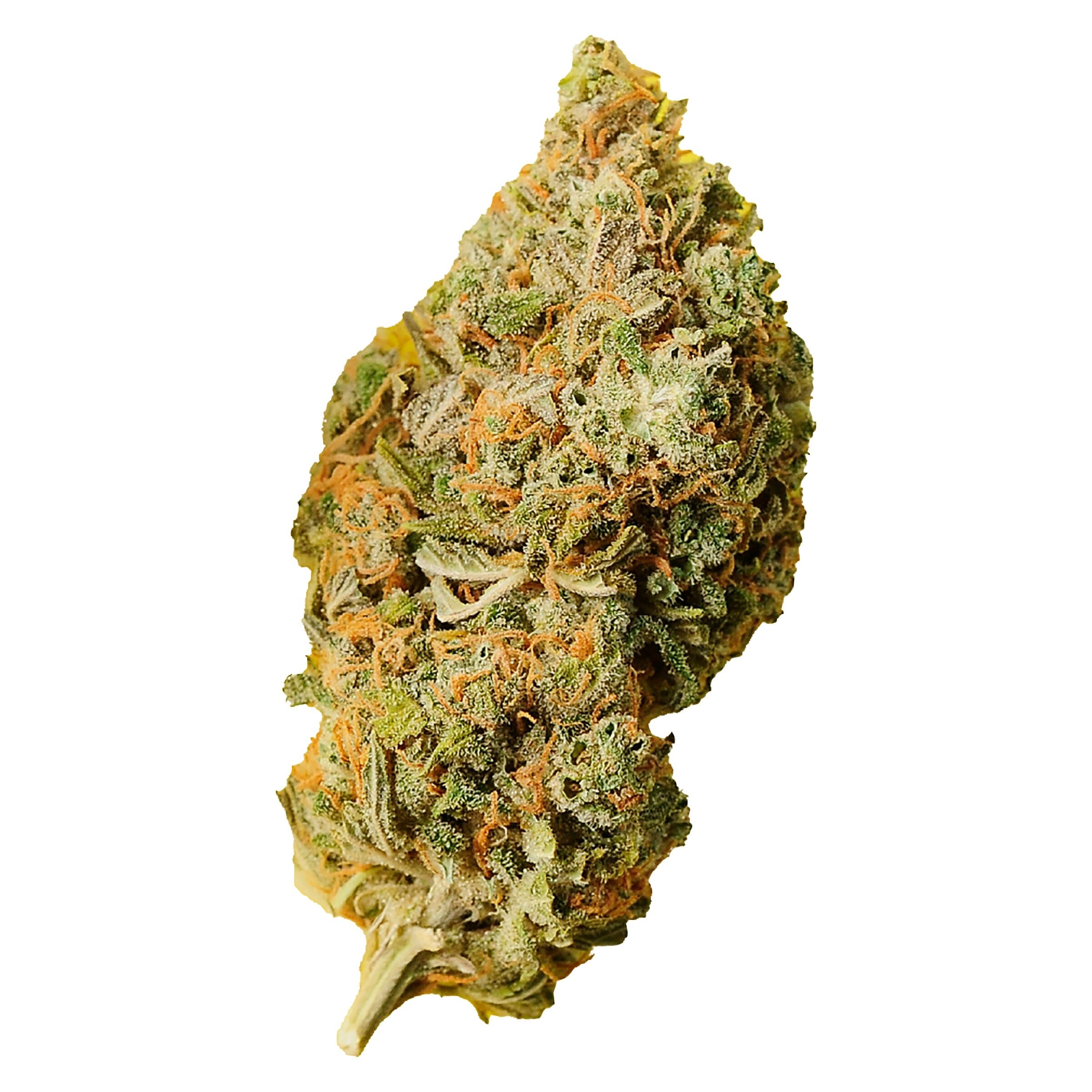 Orange Bud