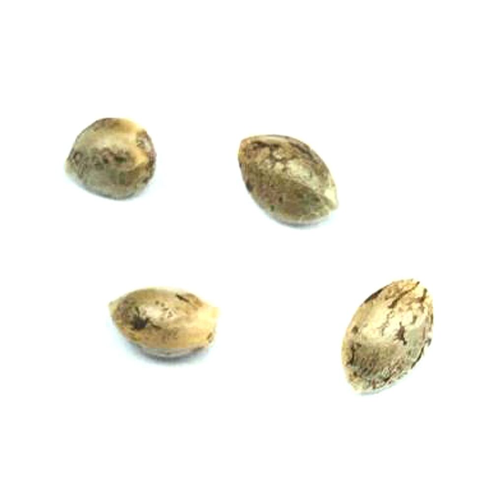 Headband - 4 Seeds 2