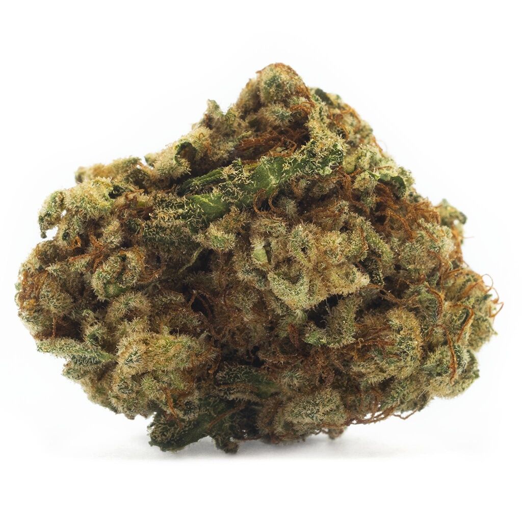 Houseplant Sativa