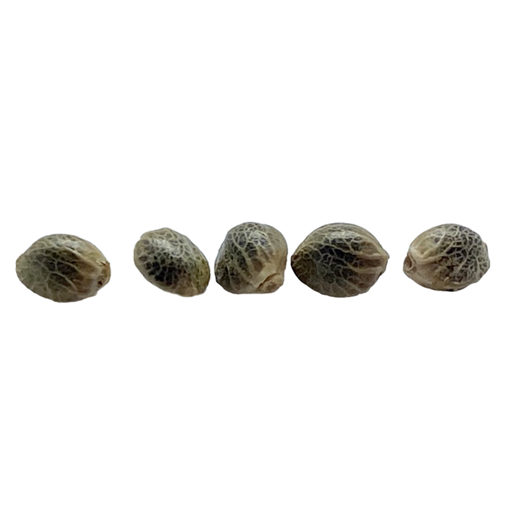 Sunshine Pine Auto Flower Seeds