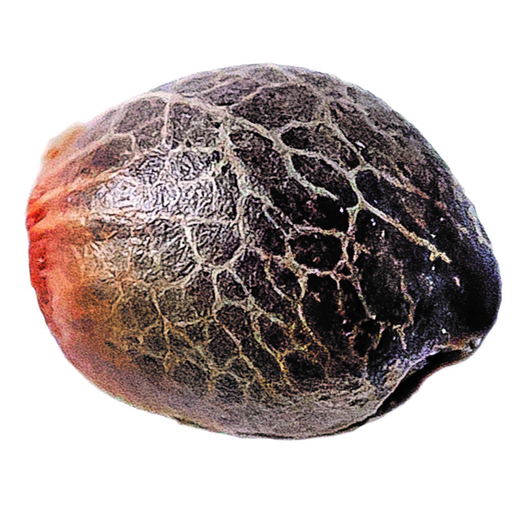 Magic Melon Seeds 2