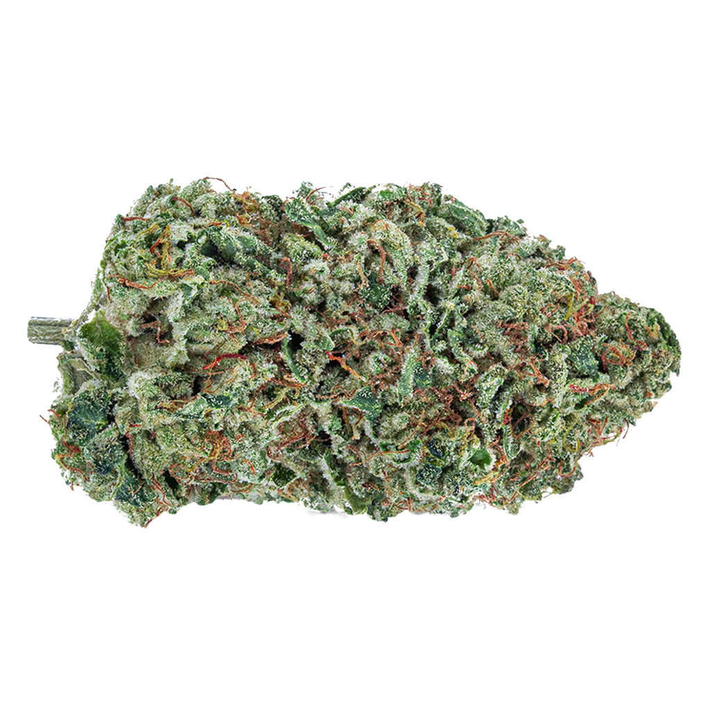 Rotterdam Indica 2