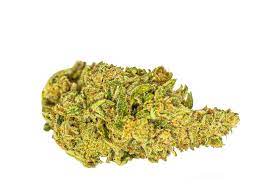 White Shark