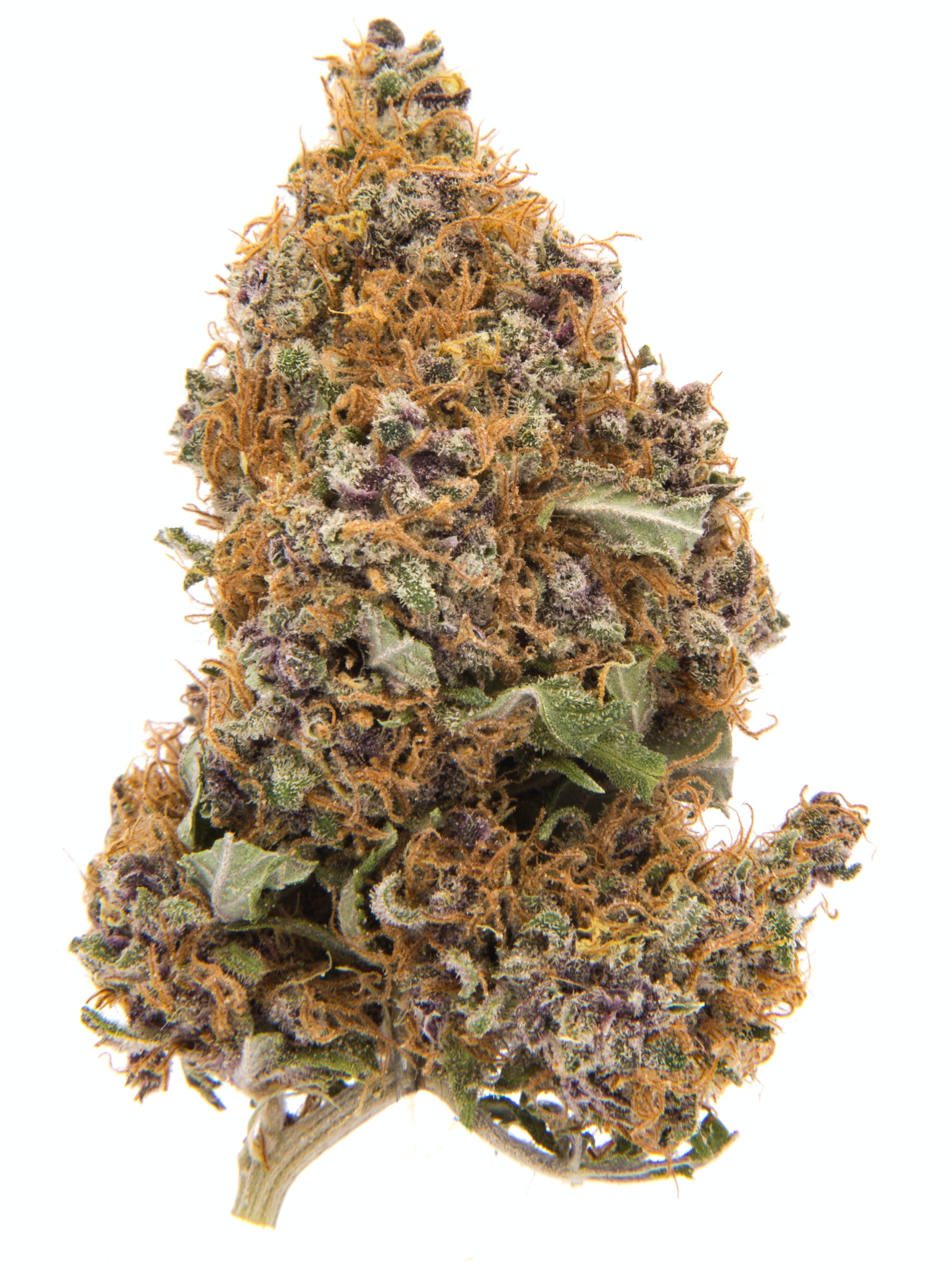 Bc Purple Haze