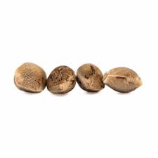 Argyle Seeds