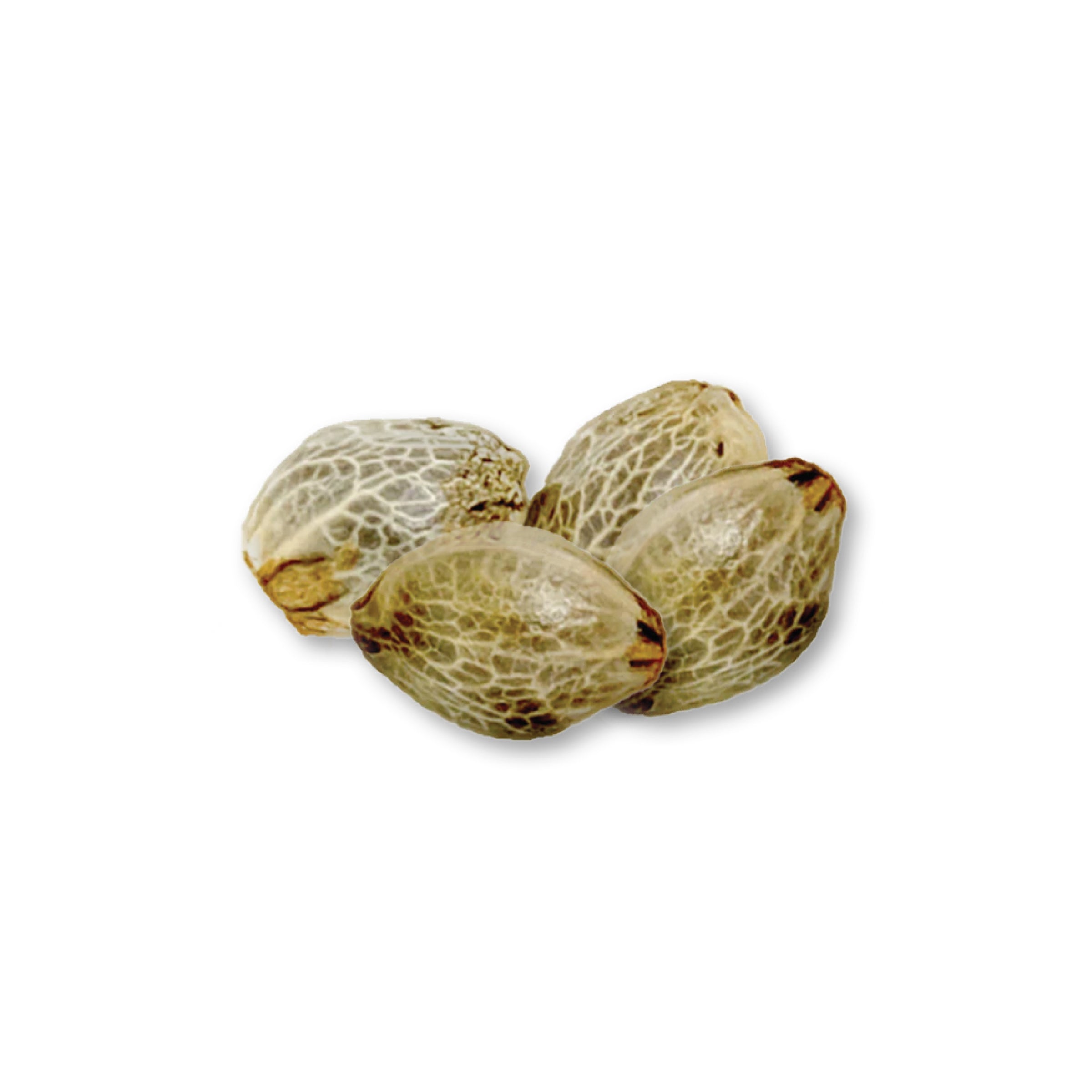Grapefruit Haze Seeds