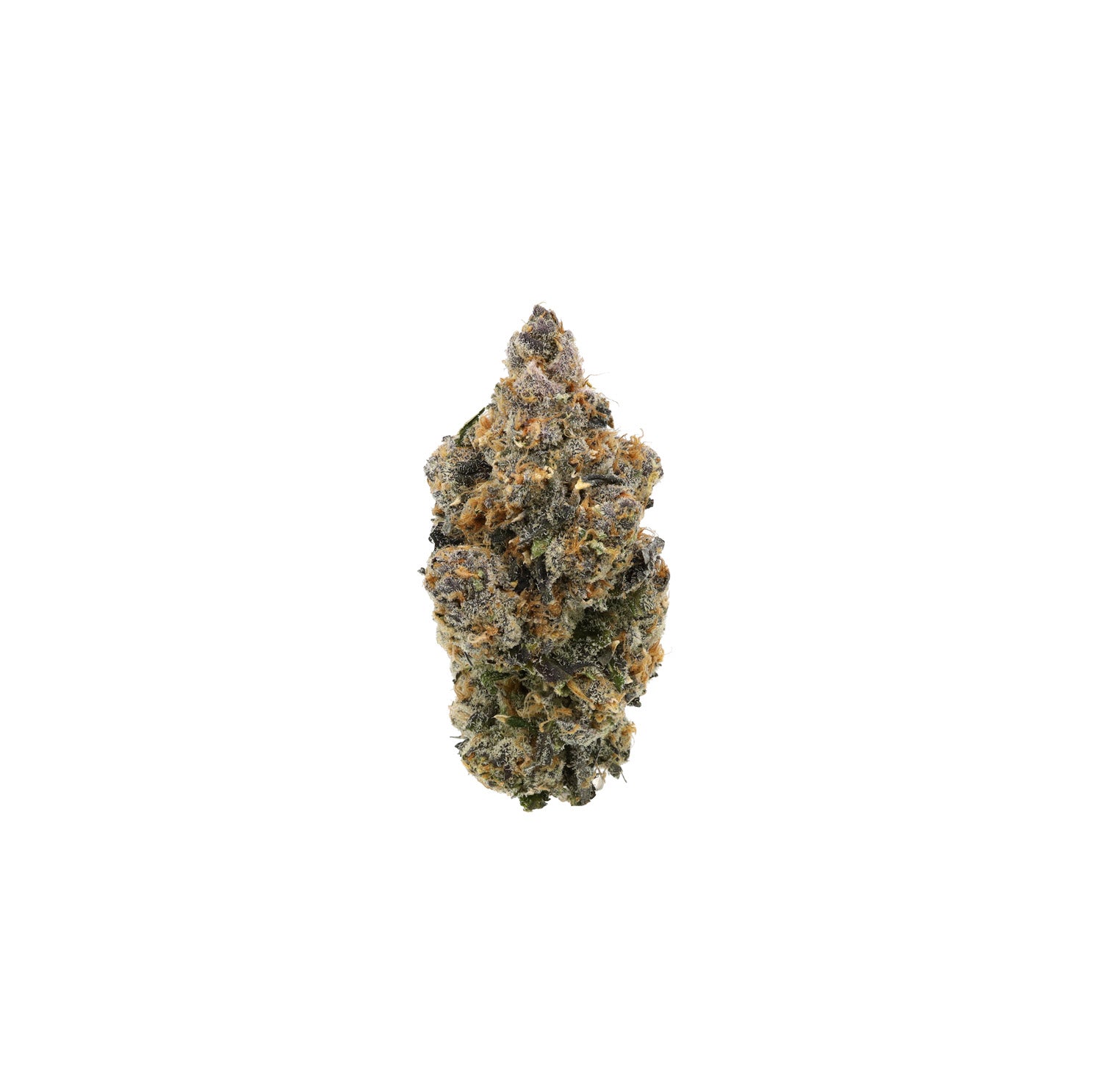 Tropical Skunk