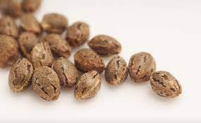 Wilma Seeds