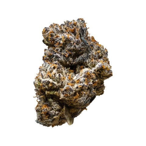Jack Truffle