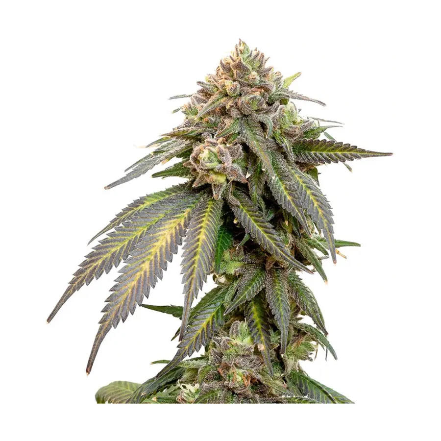 Error 404 Seeds