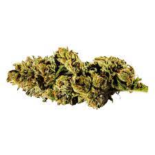 Sensi Star