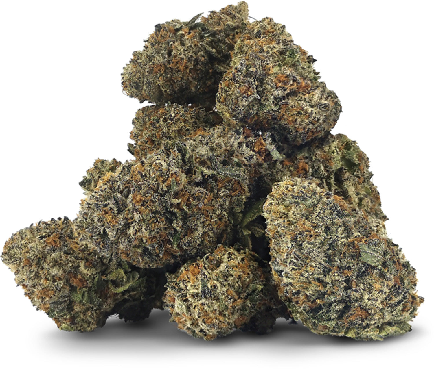 Korzie Kush