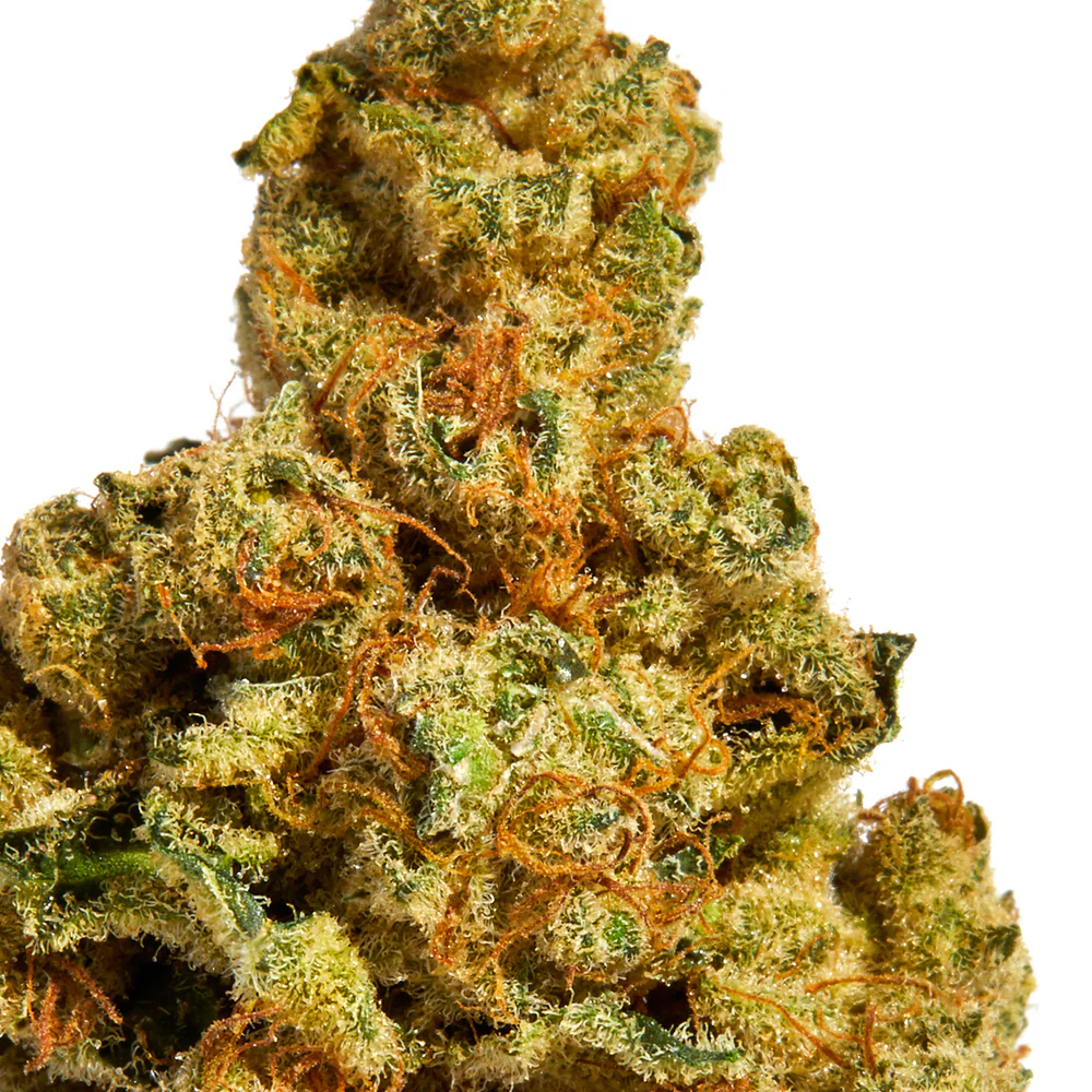 Great White Shark