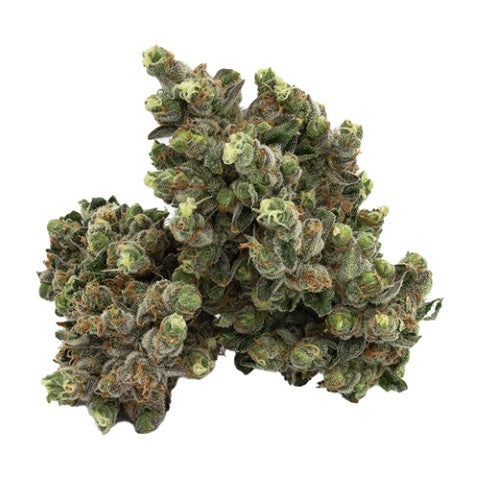 Ghost Gelato