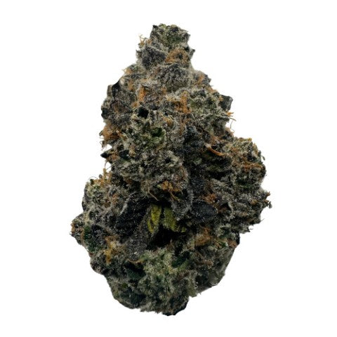 Forum Cut (Gsc) 2
