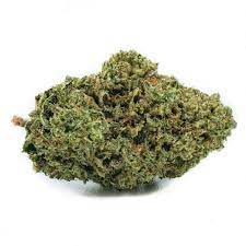 White Shark