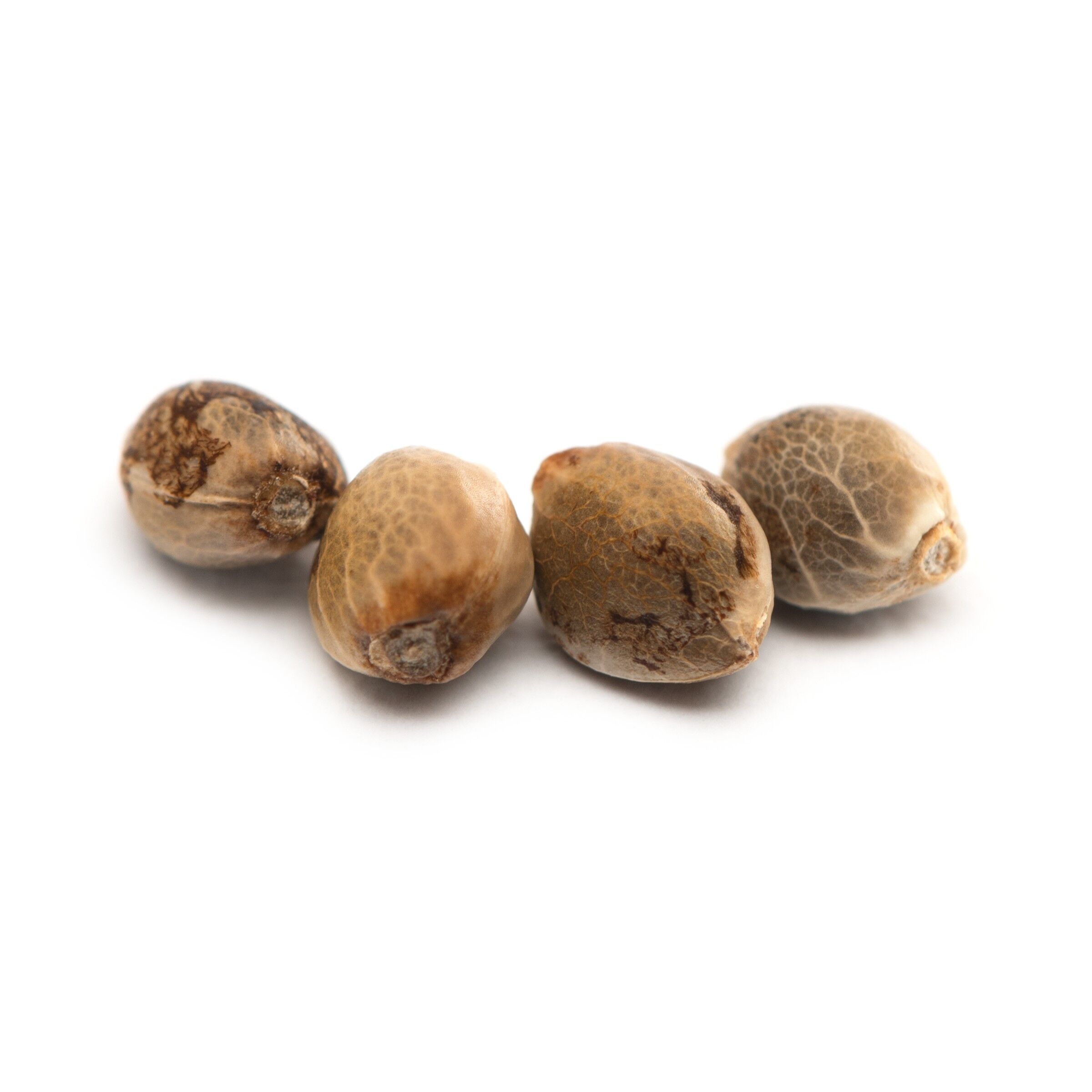 Bakerstreet Seeds