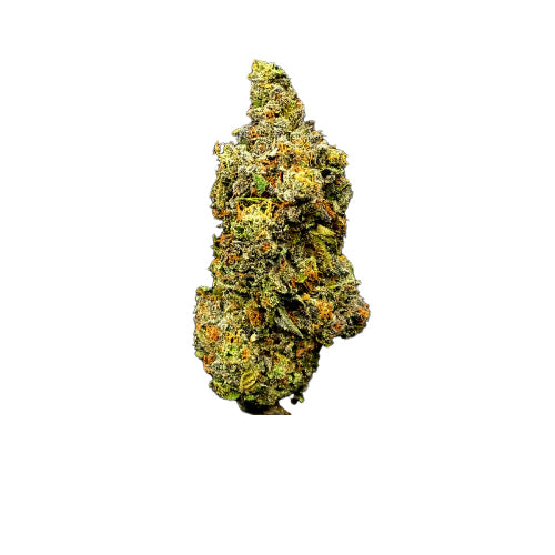 Forum Cut (Gsc)
