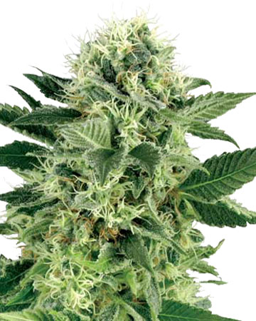 Northern Lights Auto Flowering Seeds