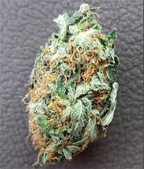 White Rhino