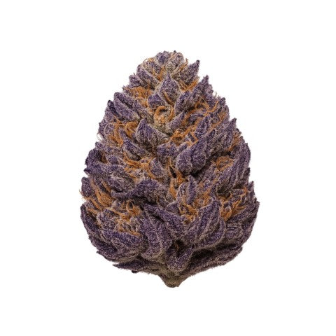 Pakistani Kush