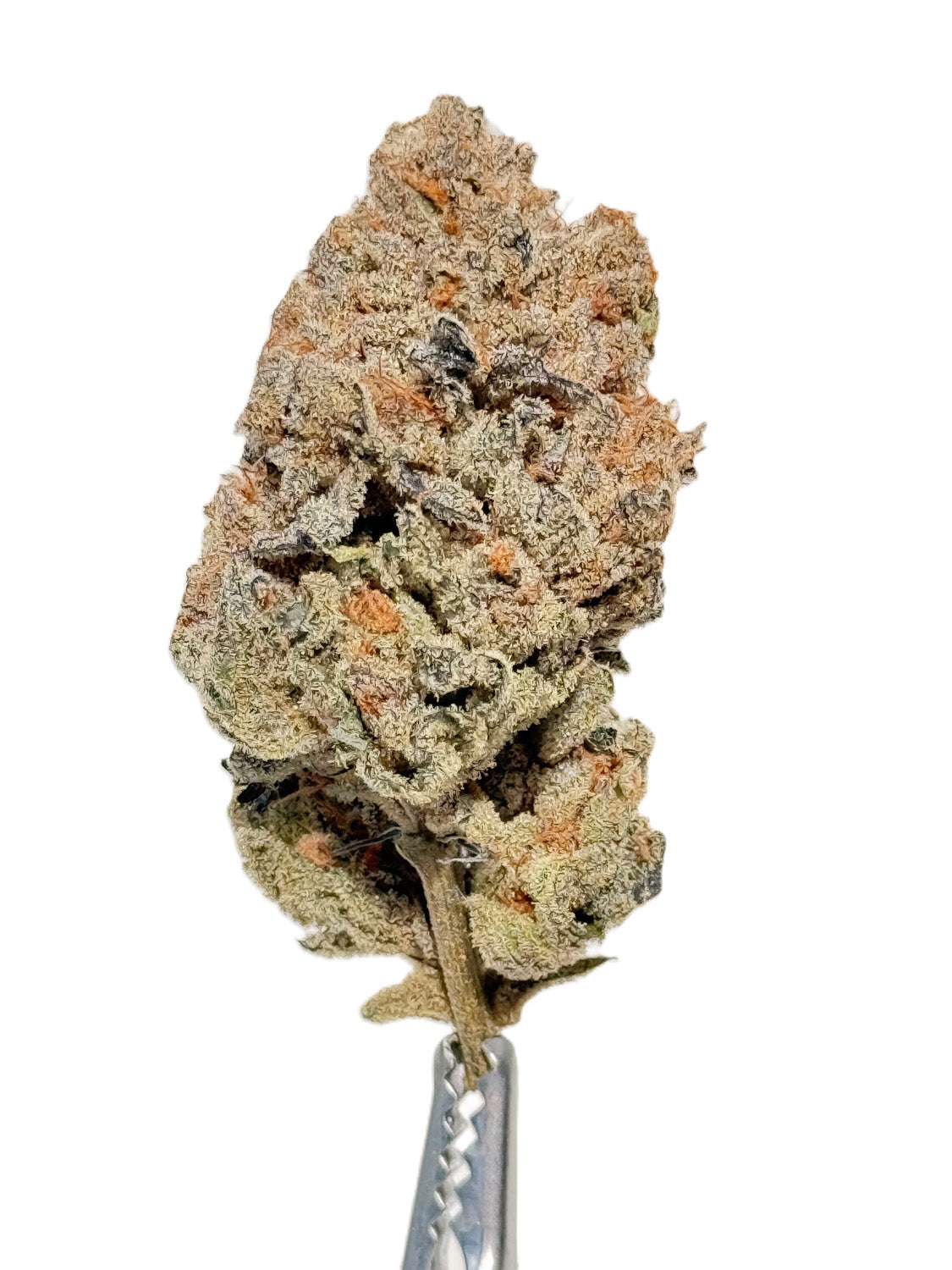 Hippie Diesel Lto 2