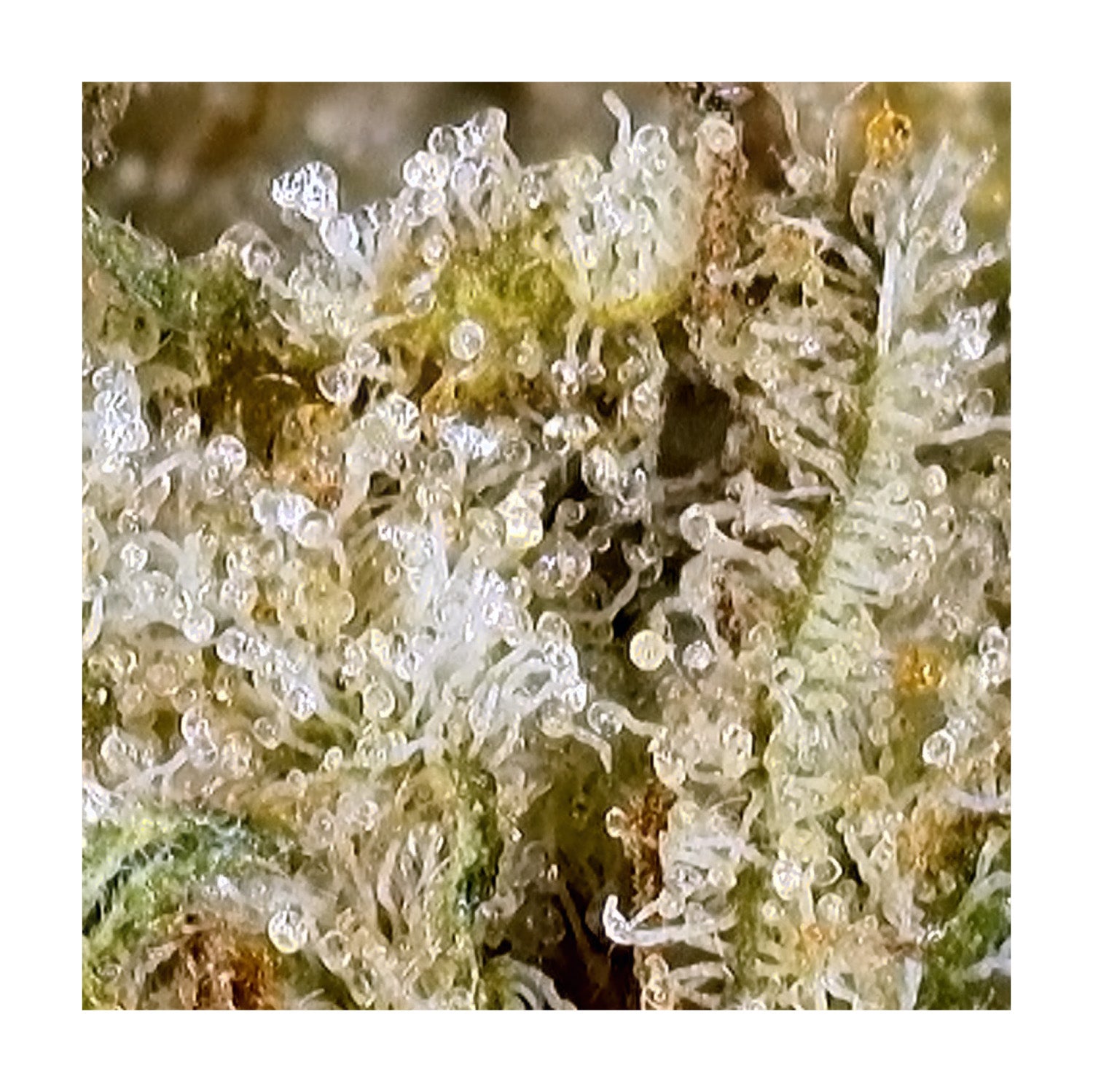 Golden Hour Gelato 2